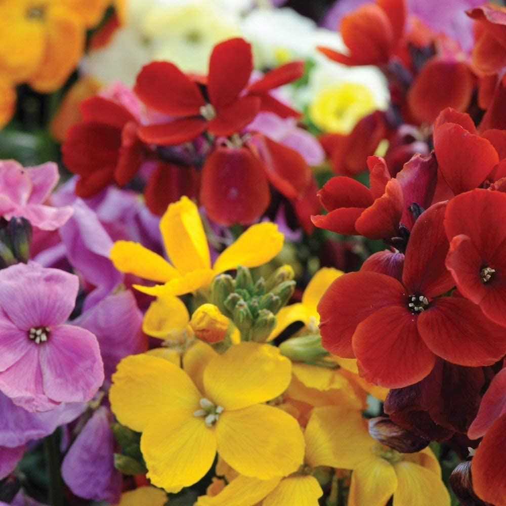 Semillas de Alhelí Inglés – Flores Vibrantes para un Encanto Clásico de Jardín