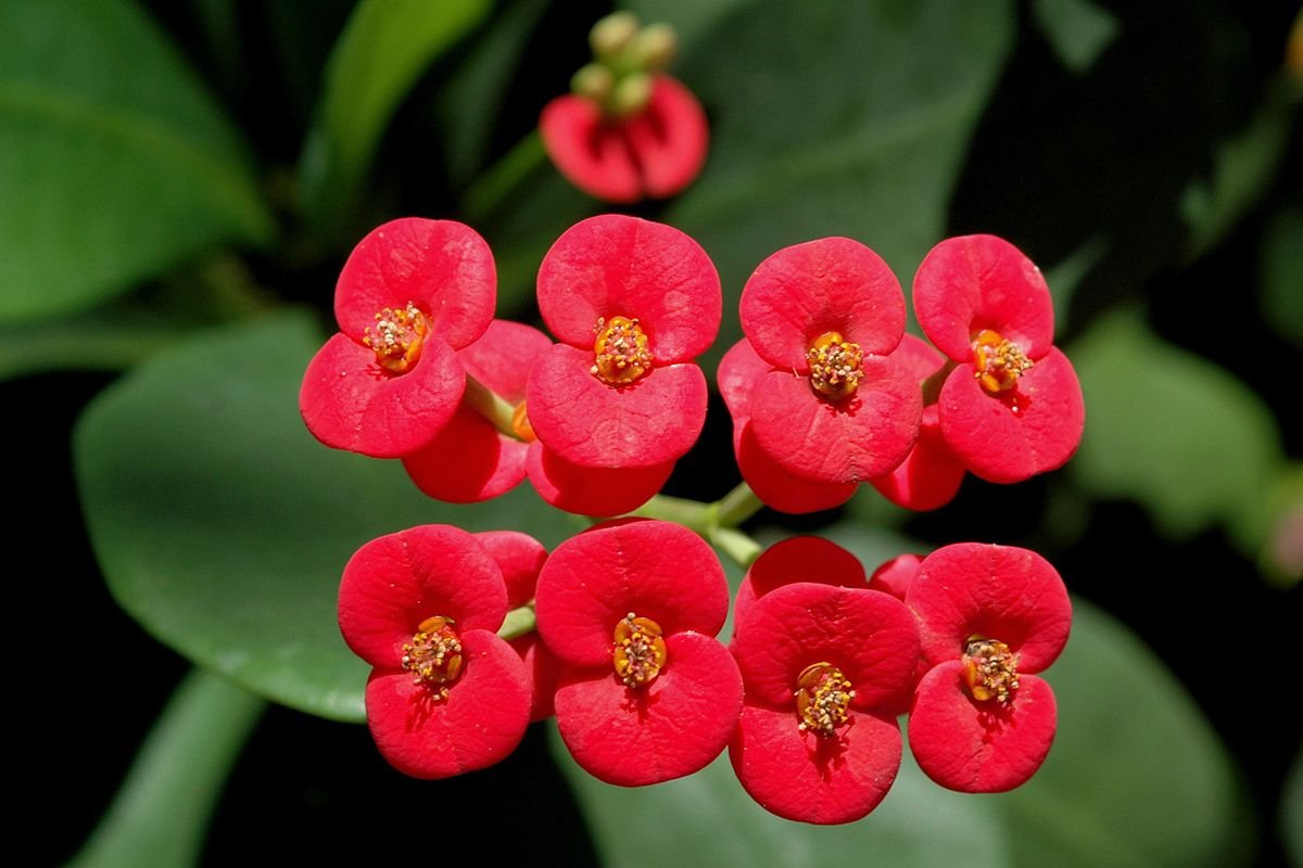 Kakteen Euphorbia Milii Samen – Dornige Dornenkrone Blume Pflanzung