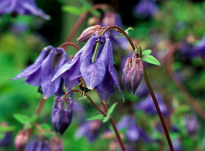 Columbine-Samen (Aquilegia Glandulosa Samen) - Seltene blaue Blüten für Gartenliebhaber