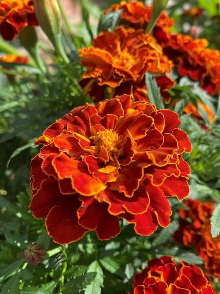 Semillas de Caléndula Mahogany – Flores Ricas y Aterciopeladas para Bordes de Jardín