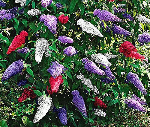 Butterfly Bush Mixed Seeds – Vibrant Blooms for Pollinator Gardens