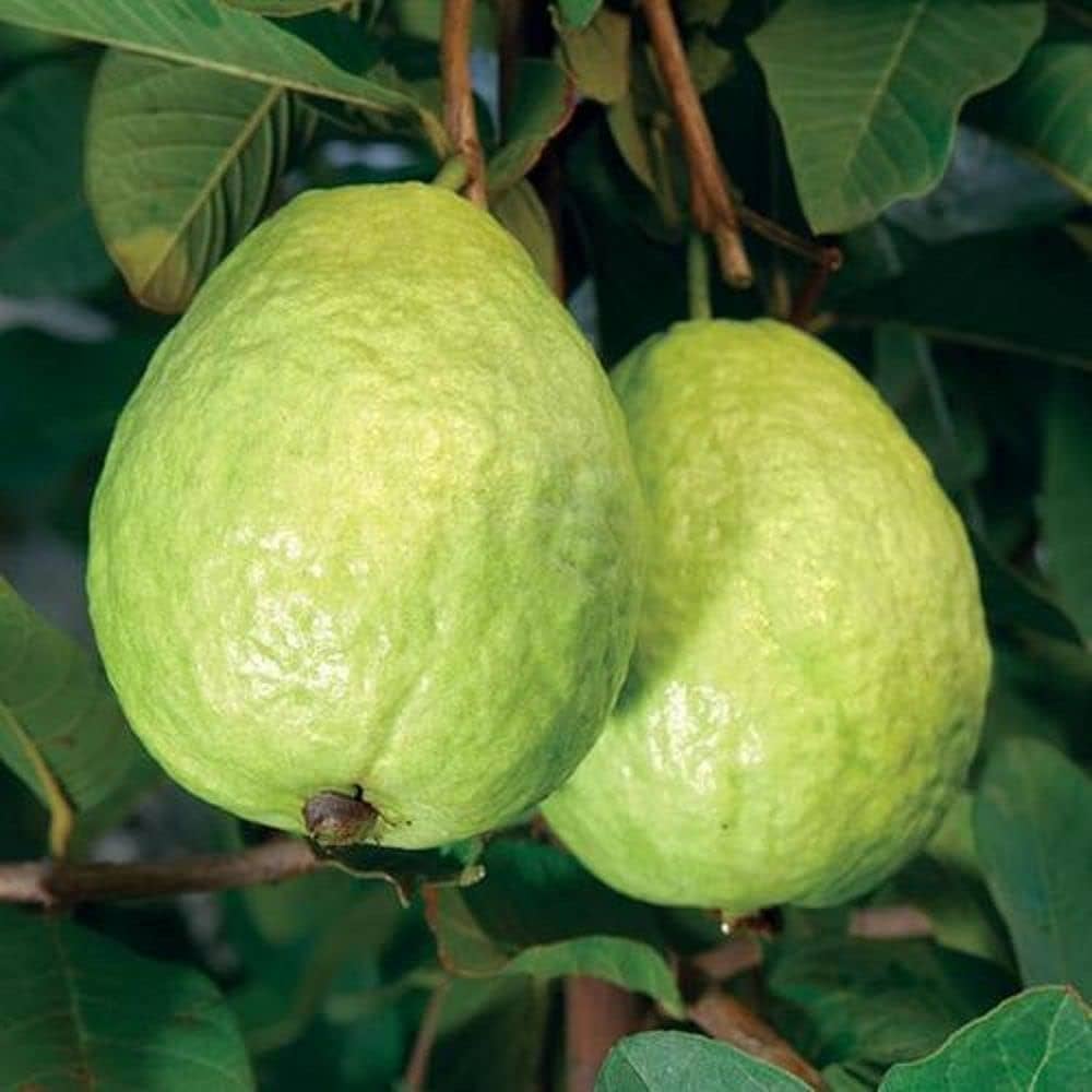 Sardar (Lalit/Redland White) Semi di Guava – Frutto Tropicale Dolce ad Alto Rendimento per Piantare
