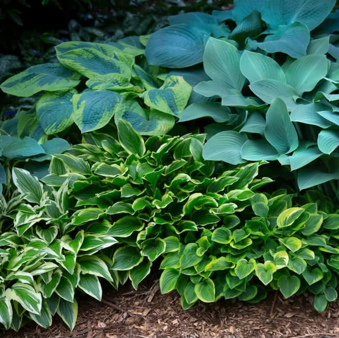 Perenni Hosta Miste, Piante da Ombra Resistenti a Radice Nuda per Giardini Rigogliosi