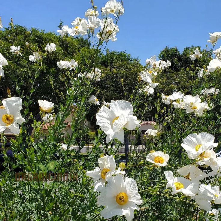 Semillas de Flor Romneya Coulteri para Plantar, Cultivar Impresionantes Amapolas Blancas para Tu Jardín