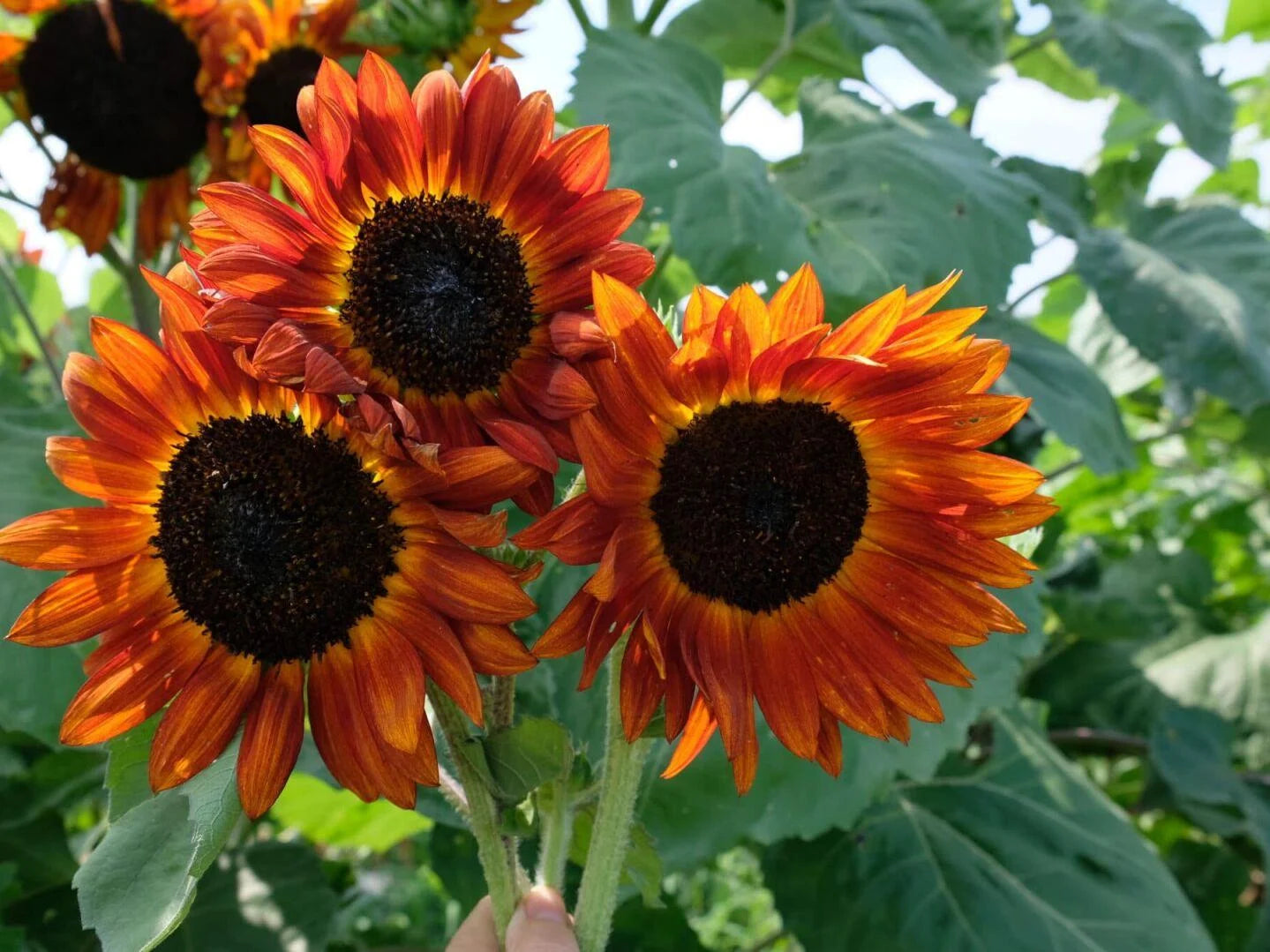 Orange with Mahogany Tips Sunflower Seeds – Fiery Bicolor Blooms for Gardens