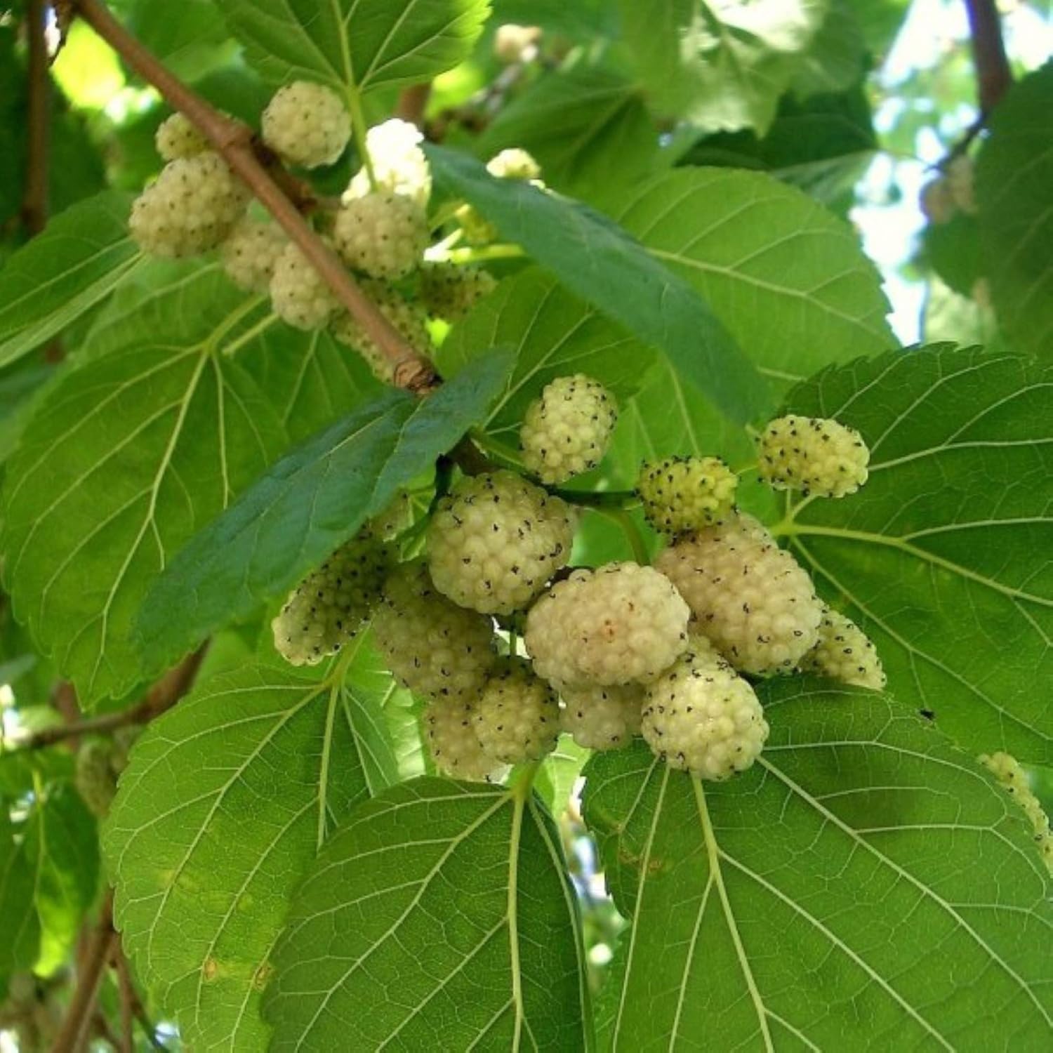 白桑(Morus alba)– 種子
