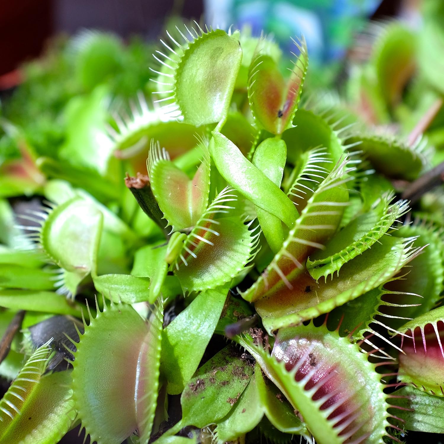 Venus Flytrap Seeds – Carnivorous Indoor Outdoor Plants, Full Sun Variety