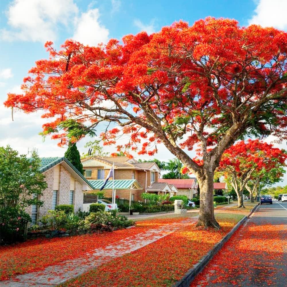 Semillas de Delonix Regia (Flamboyán Real) Árbol de Llama Flamboyán