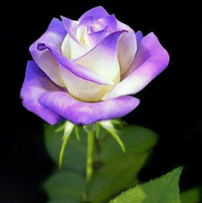 Lavendel- & Weiße-Rose-Blumensamen, elegante zweifarbige Blüten, nicht gentechnisch verändert