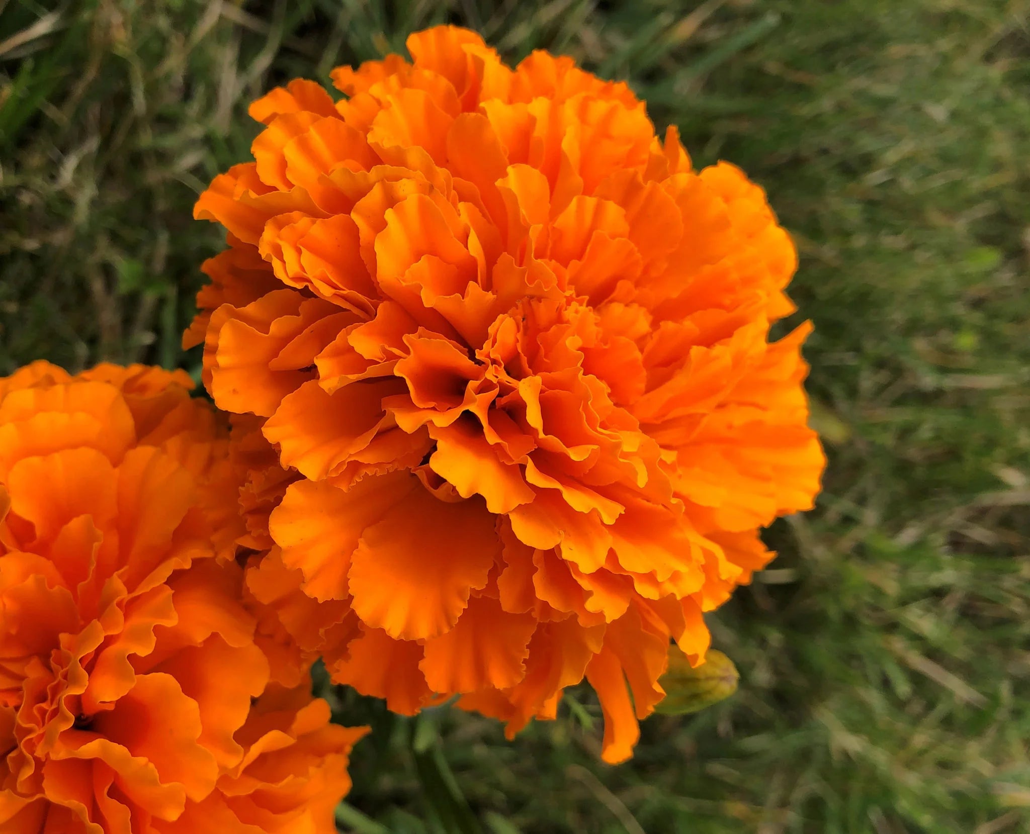 Semillas de Flor de Caléndula Naranja Intenso – Flores Audaces y Vibrantes para Jardines