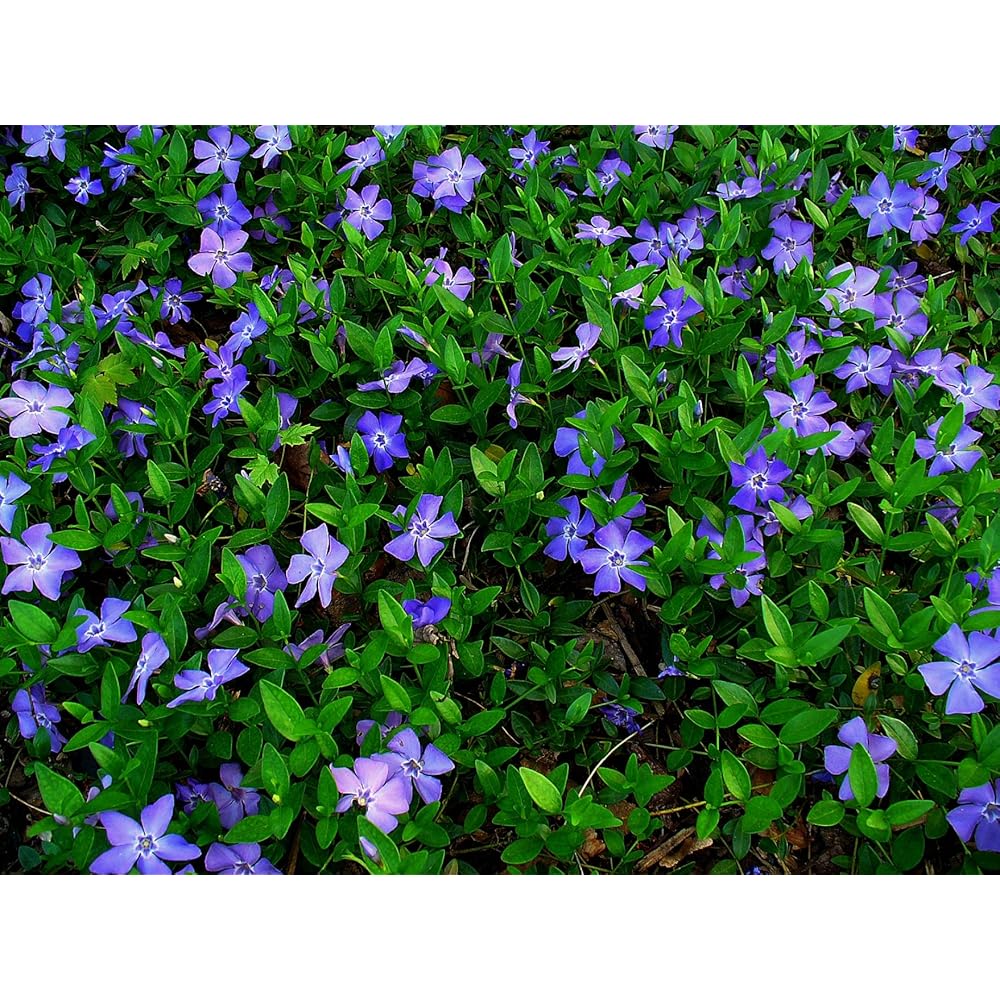 Semi di fiore di Vinca Minor per giardinaggio e piantagione