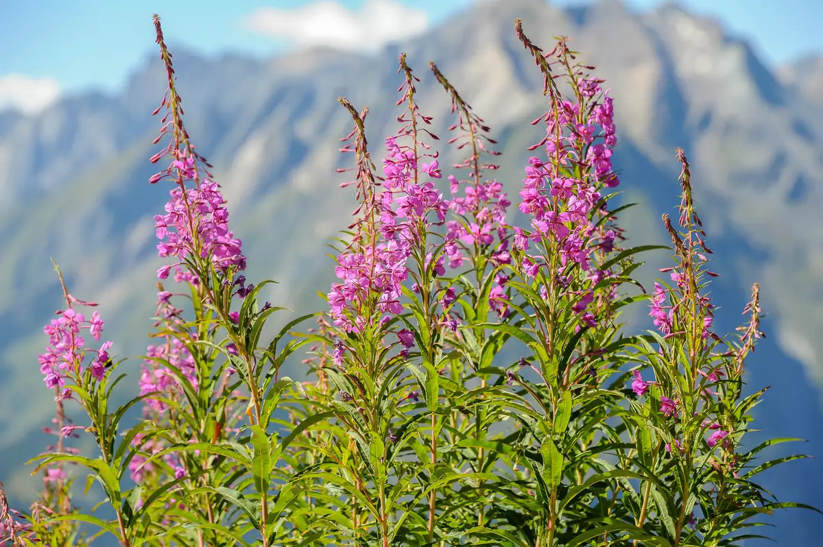 Epicorium Angustifolium Seeds – Vibrant Fireweed Variety for Gardens