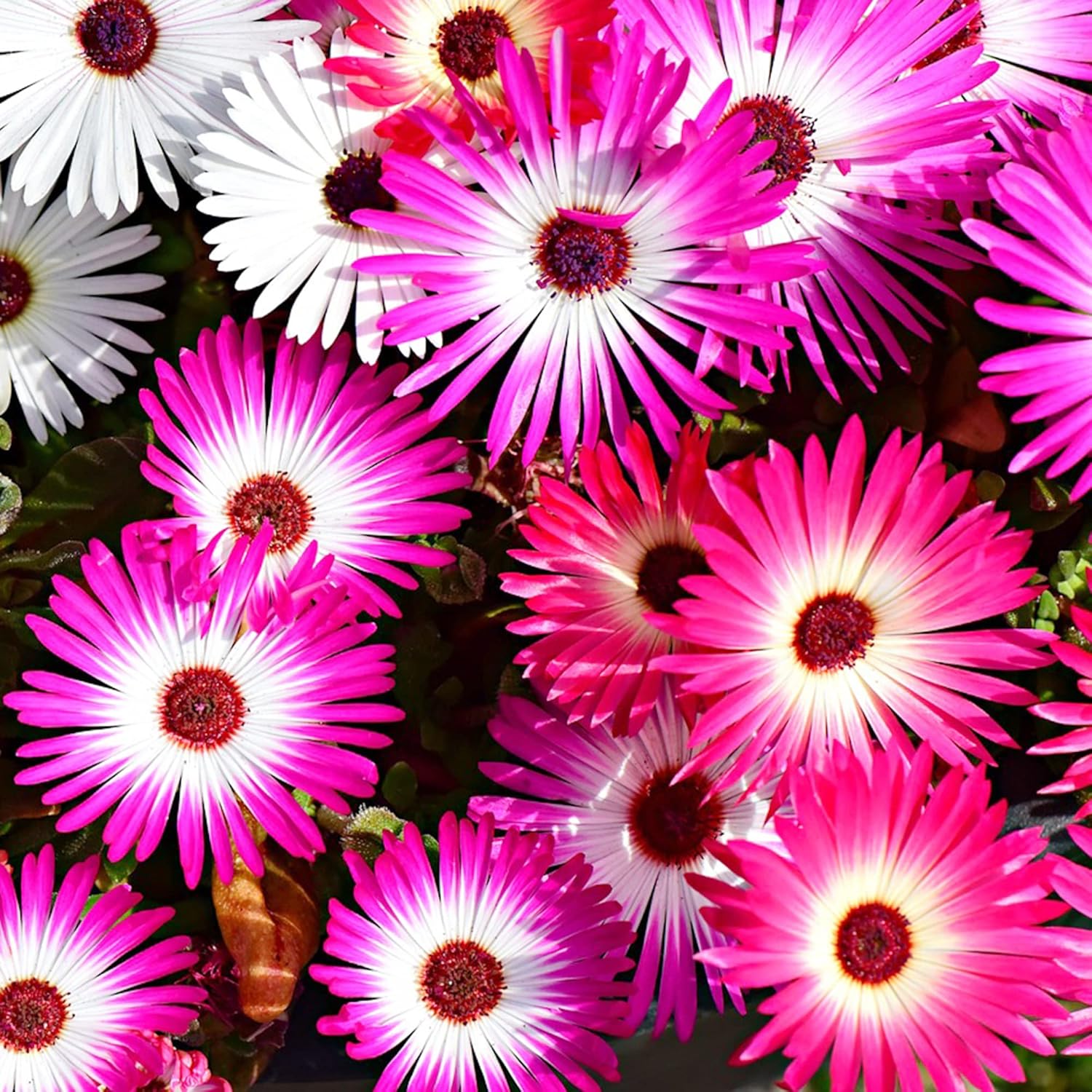 Semillas de Margarita Livingstone – Colores Mixtos, Cubierta de Suelo Suculenta Resistente a la Sequía para Jardines