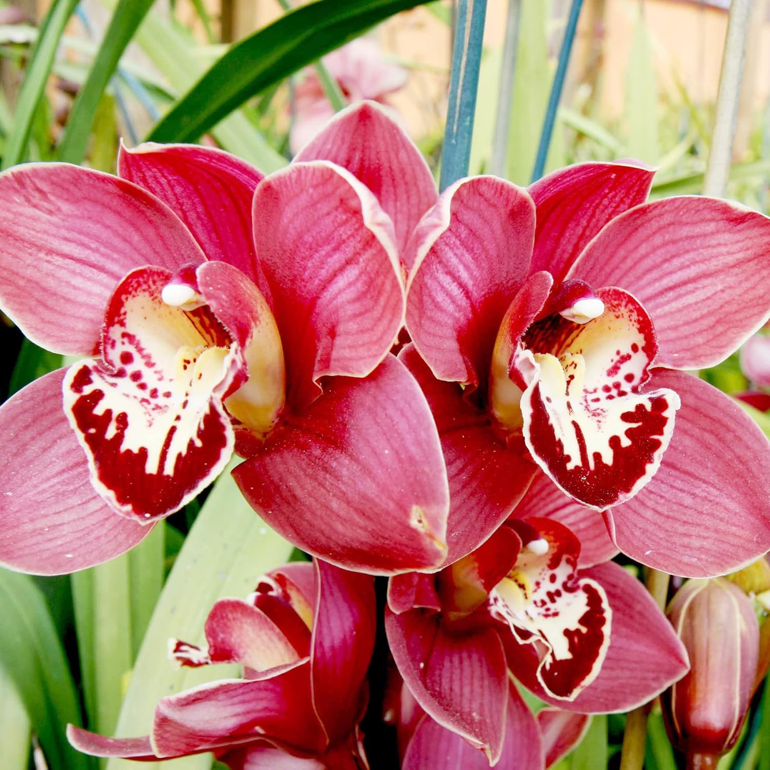 Cymbidium Orchid Seeds Boat Orchid, Evergreen Perennial, Attracts Bees, Great for Beginners, Container Houseplant