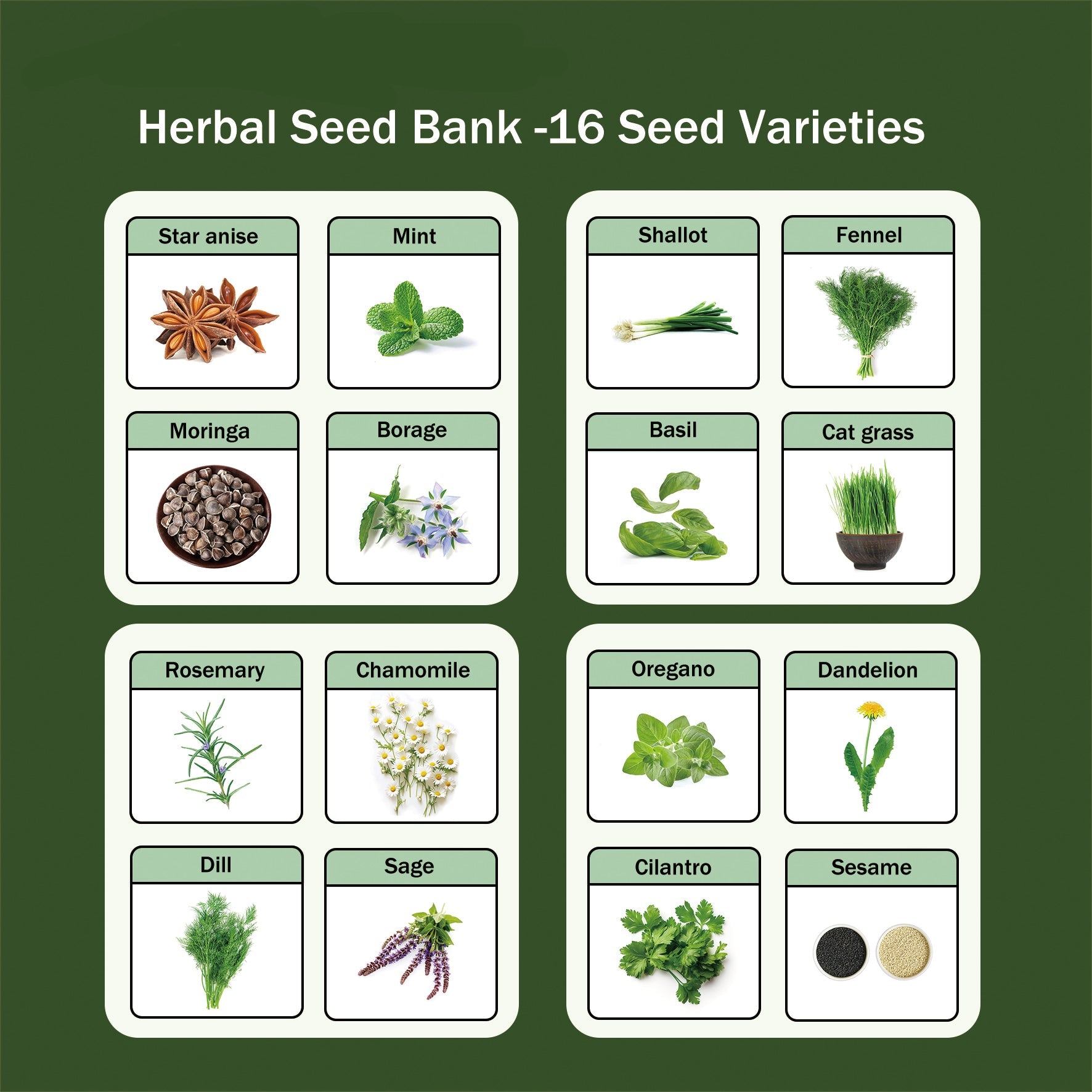 Banco de Semillas de Hierbas Todo en Uno - 16 Variedades de Semillas