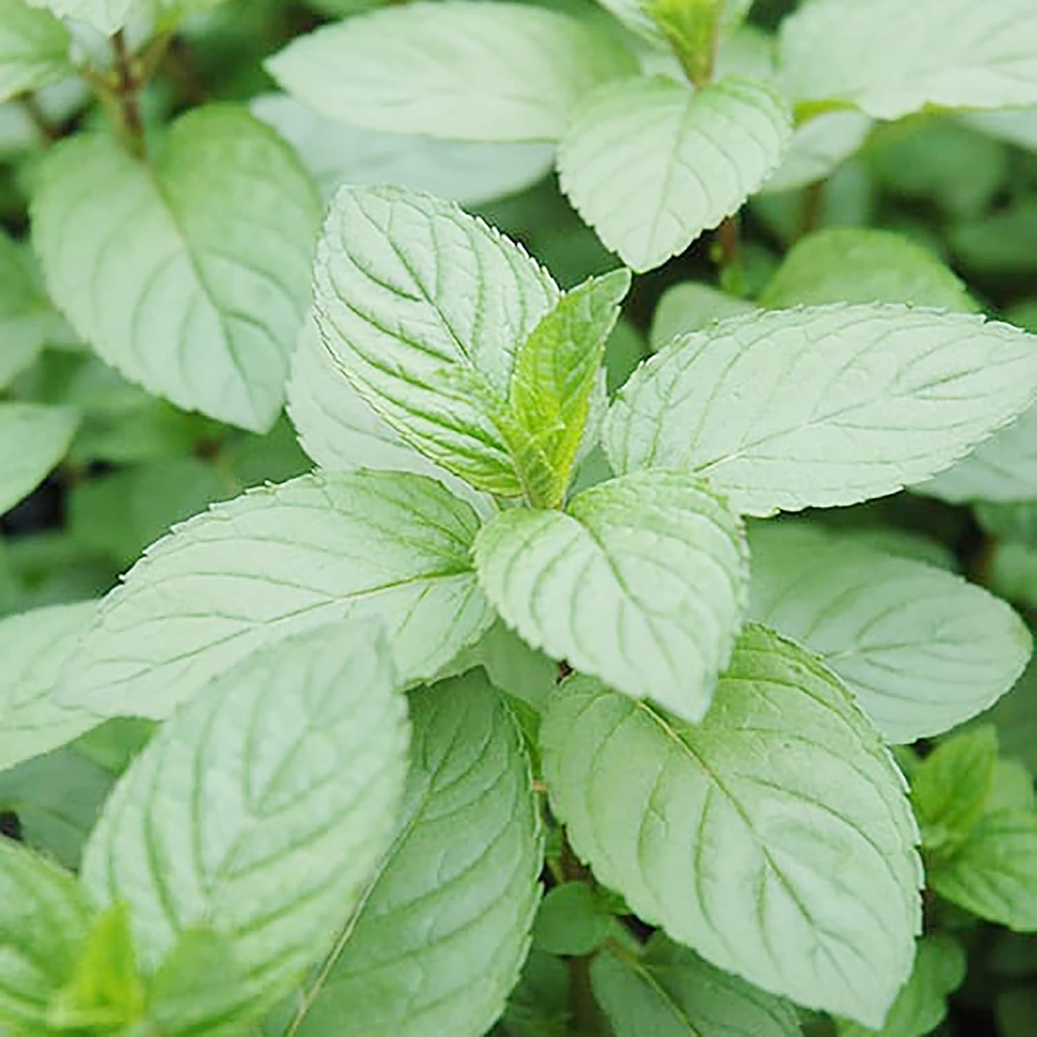 Semillas de Menta con Chocolate Perennes, de Crecimiento Rápido para Patio y Jardín en Contenedor