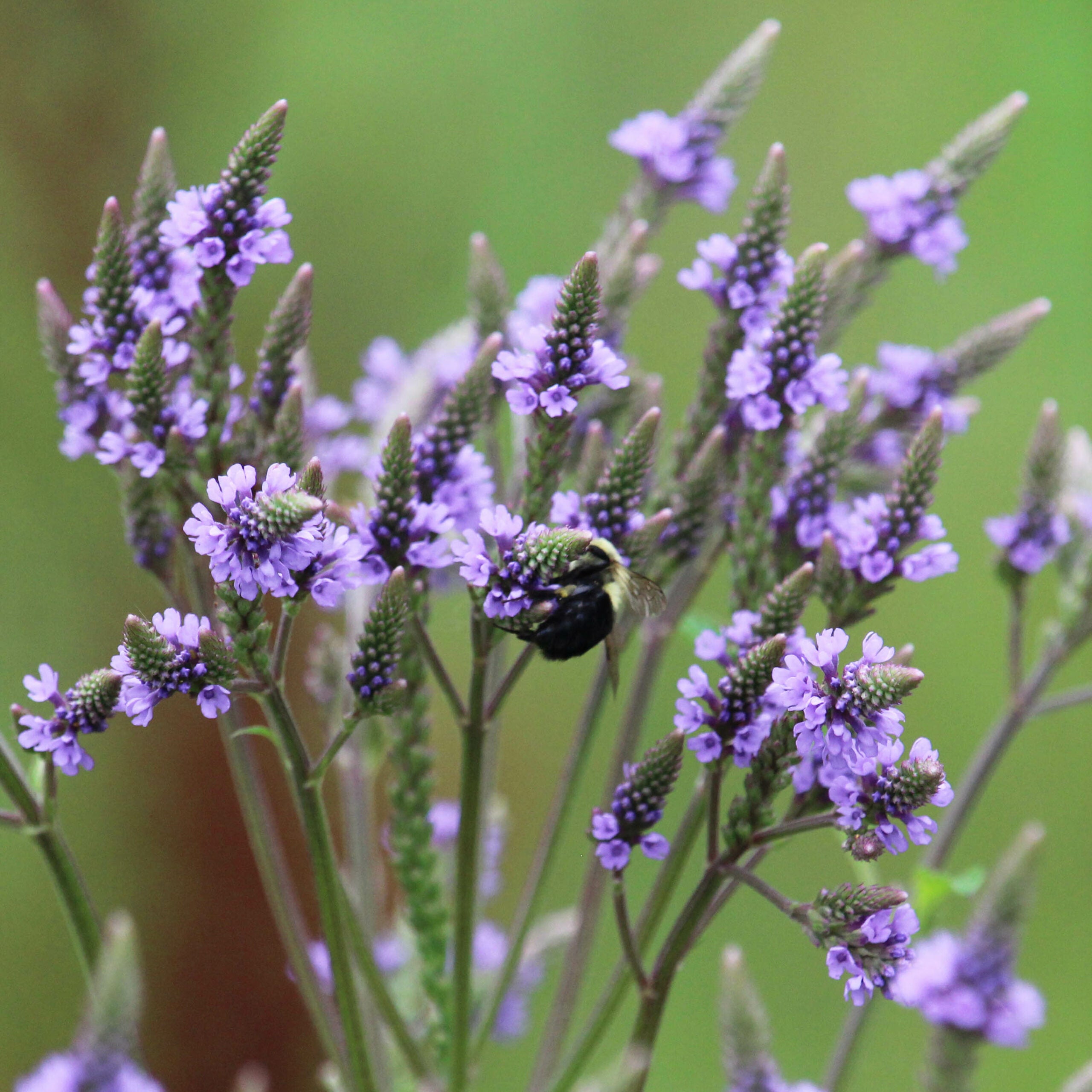 Semillas de Verbena Azul (Verbena hastata) para Plantar