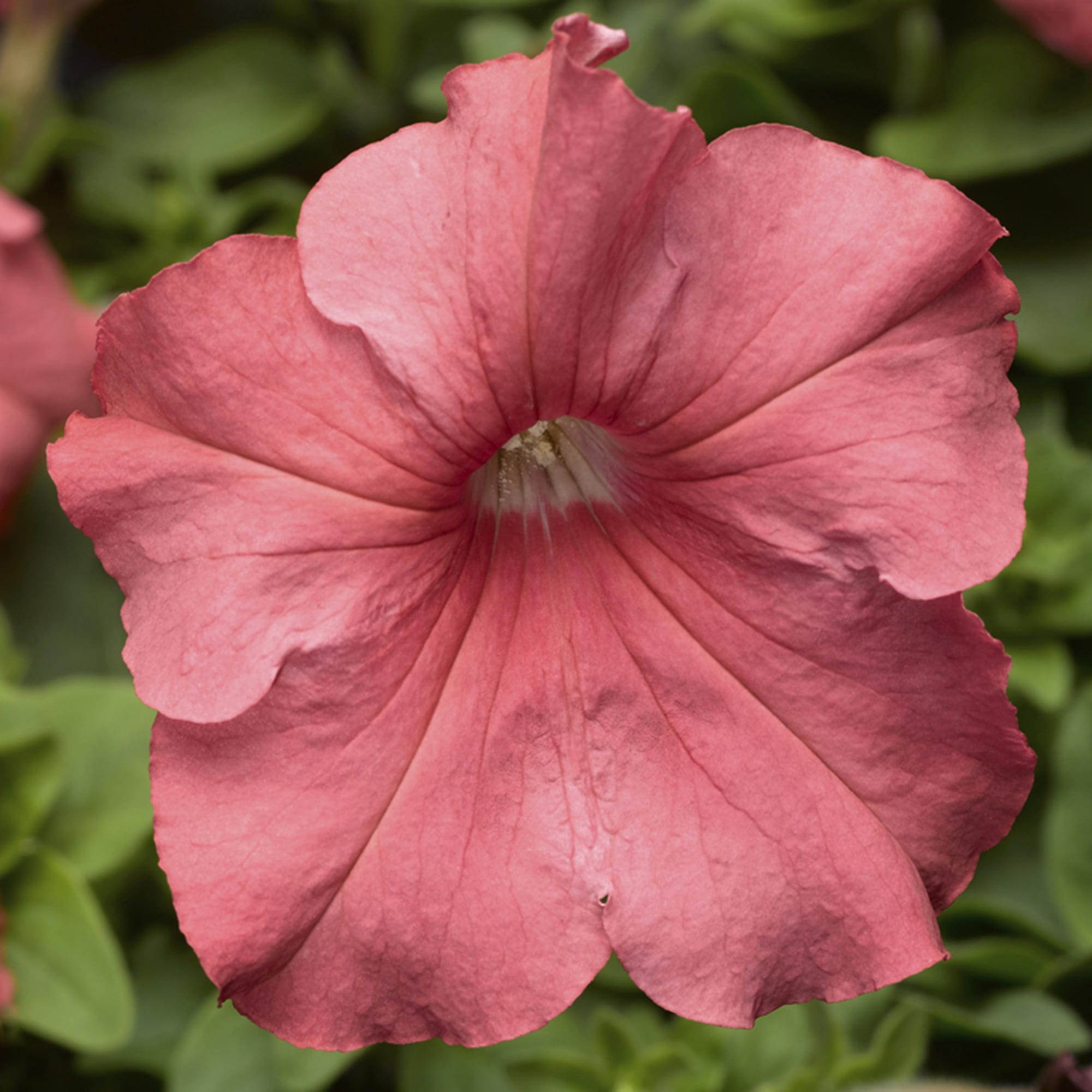 Salmon Petunia Seeds – Soft, Rosy-Orange Blooms for Gardens & Containers