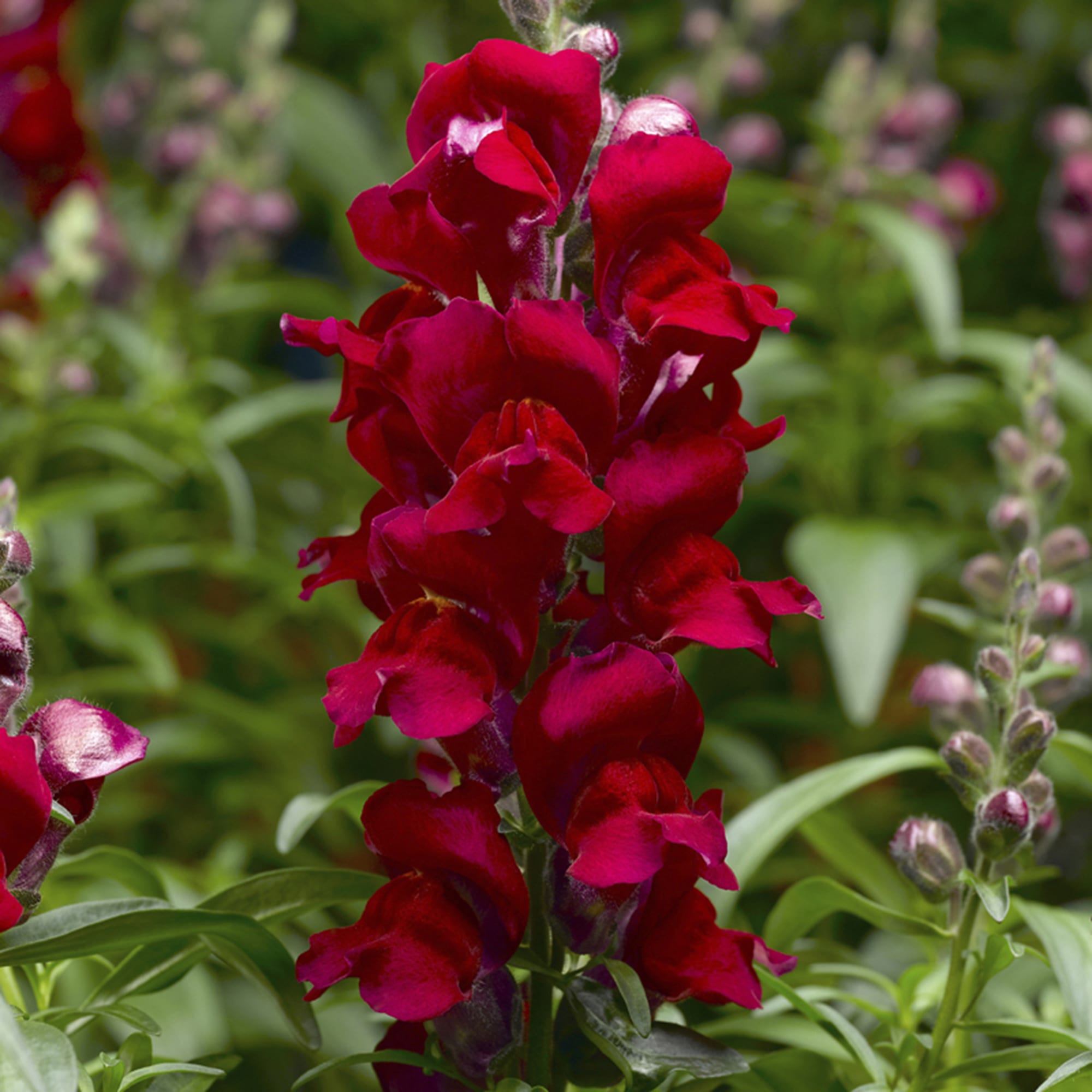 Magenta Snapdragon Flower Seeds , Bold & Vibrant Garden Blooms