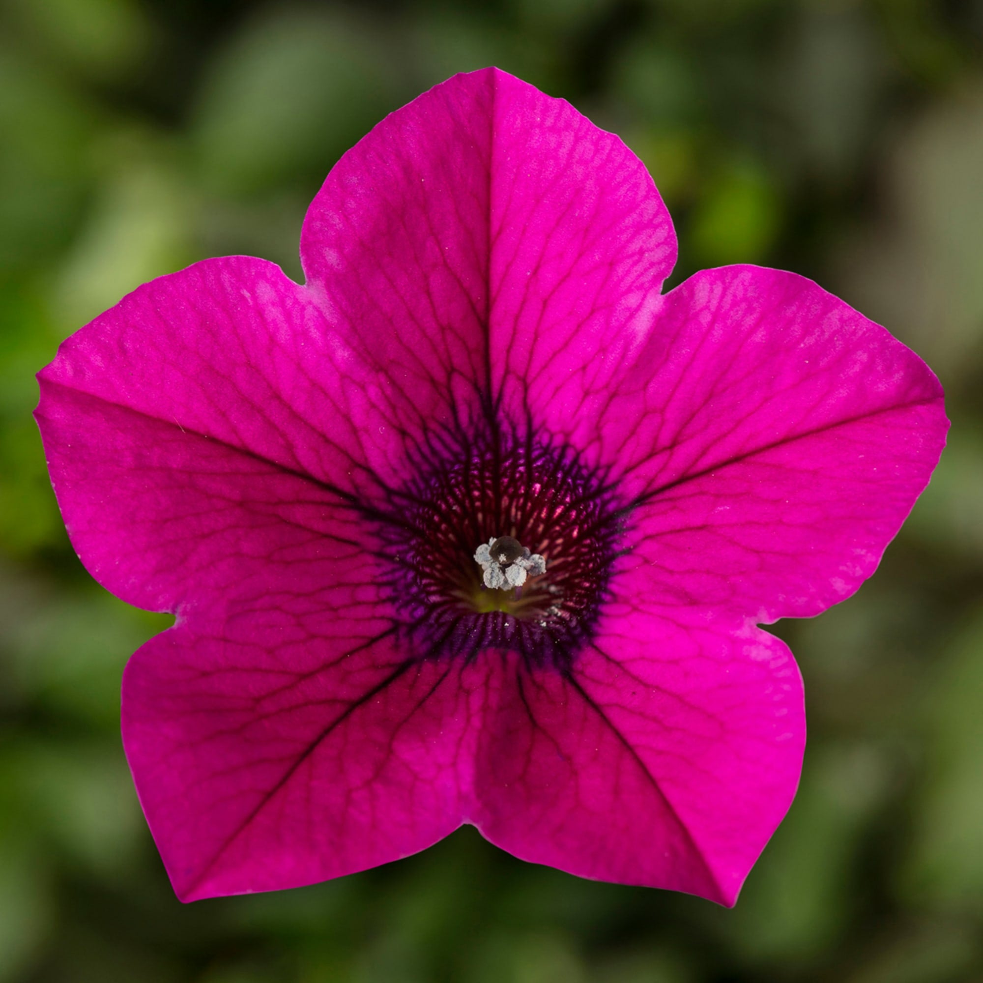 Semillas de Petunia Magenta – Flores Audaces y Vibrantes para Jardines y Cestas Colgantes