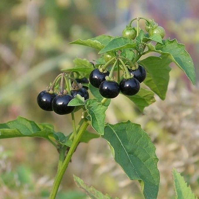 Semillas de Solanácea Negra Solanum Nigrum Hierba Comestible, Bajo Mantenimiento, Anual Perenne para Patio y Jardín
