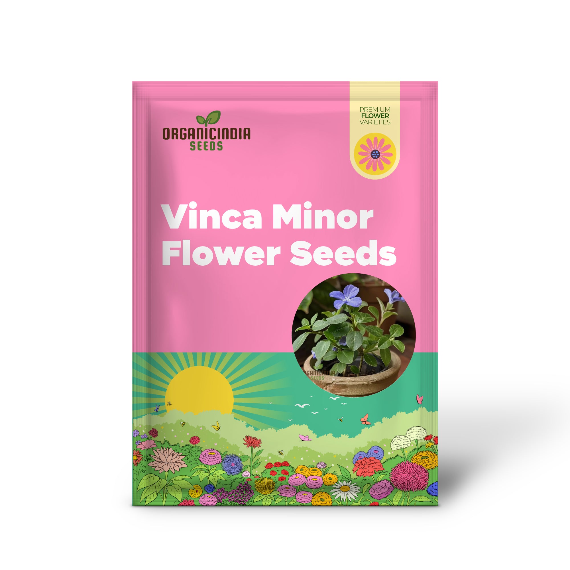 Semi di fiore di Vinca Minor per giardinaggio e piantagione