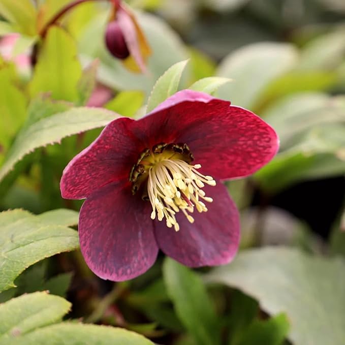 Semillas de Rosa de Cuaresma Helleborus Orientalis Planta Perenne de Floración Floración Temprana, Tolerante al Invierno para Jardines Boscosos y Bordes de Sombra