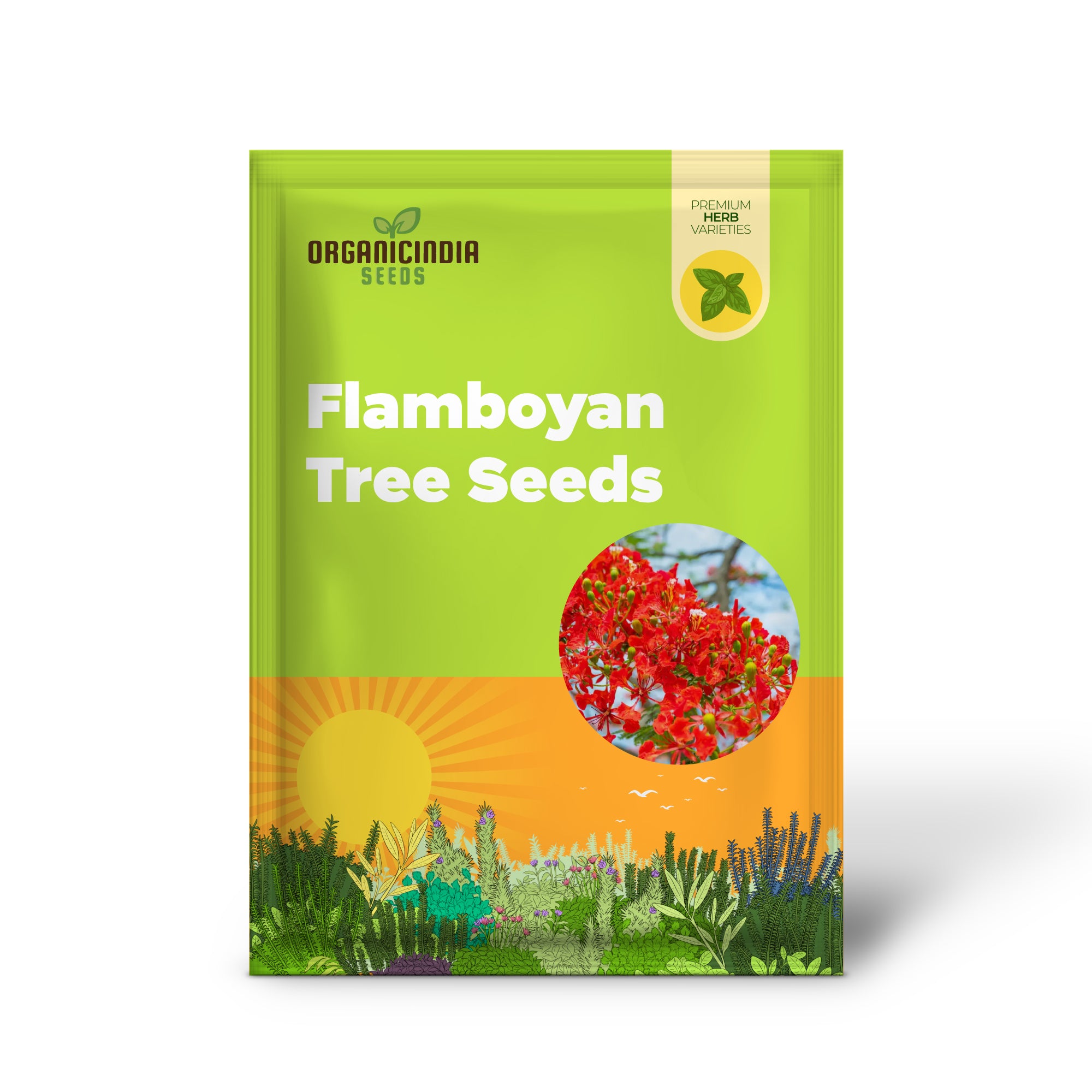 Semi di Albero Flamboyan Arancione – Coltiva la Bellezza Tropicale con Fioriture Arancioni Vivaci