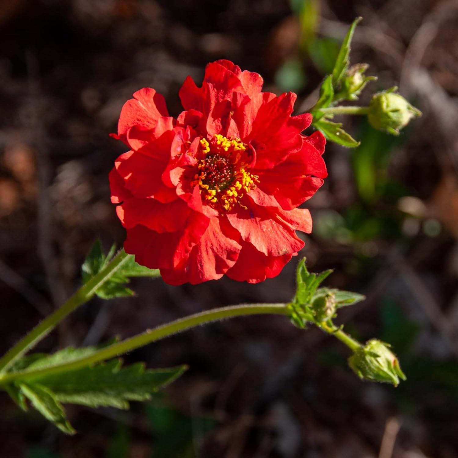 Double Bloody Mary Geum Seeds – Vibrant Blooms for Garden Planting, Deer Resistant