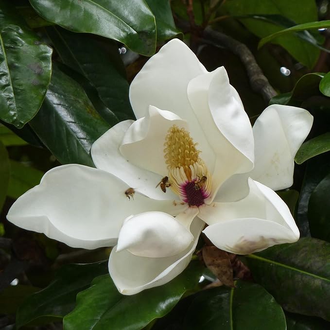 Magnolia Grandiflora Seeds For Planting