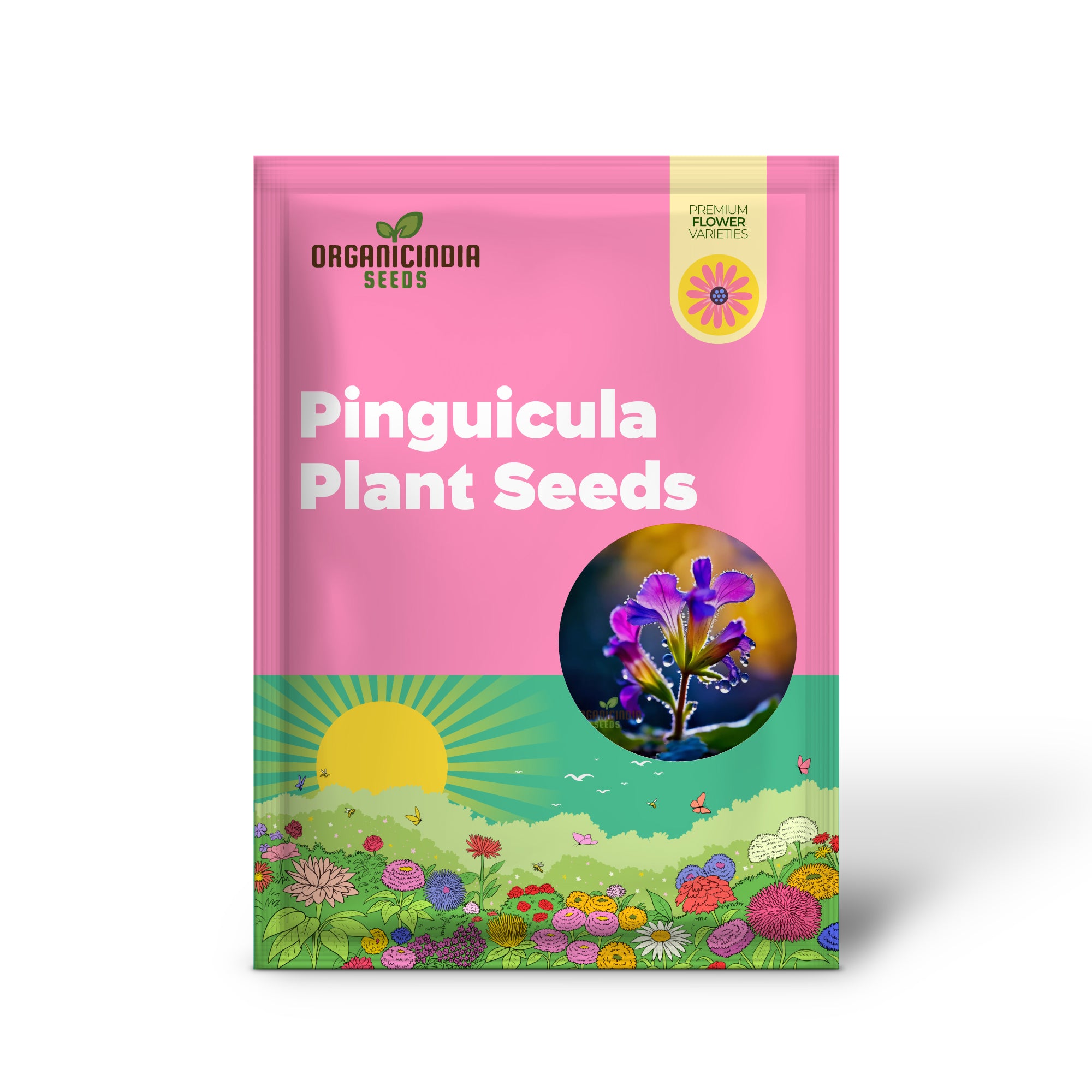 Pinguicula (Pinguicula púrpura) Semillas de planta carnívora – Semillas únicas de flores atrapainsectos para jardinería