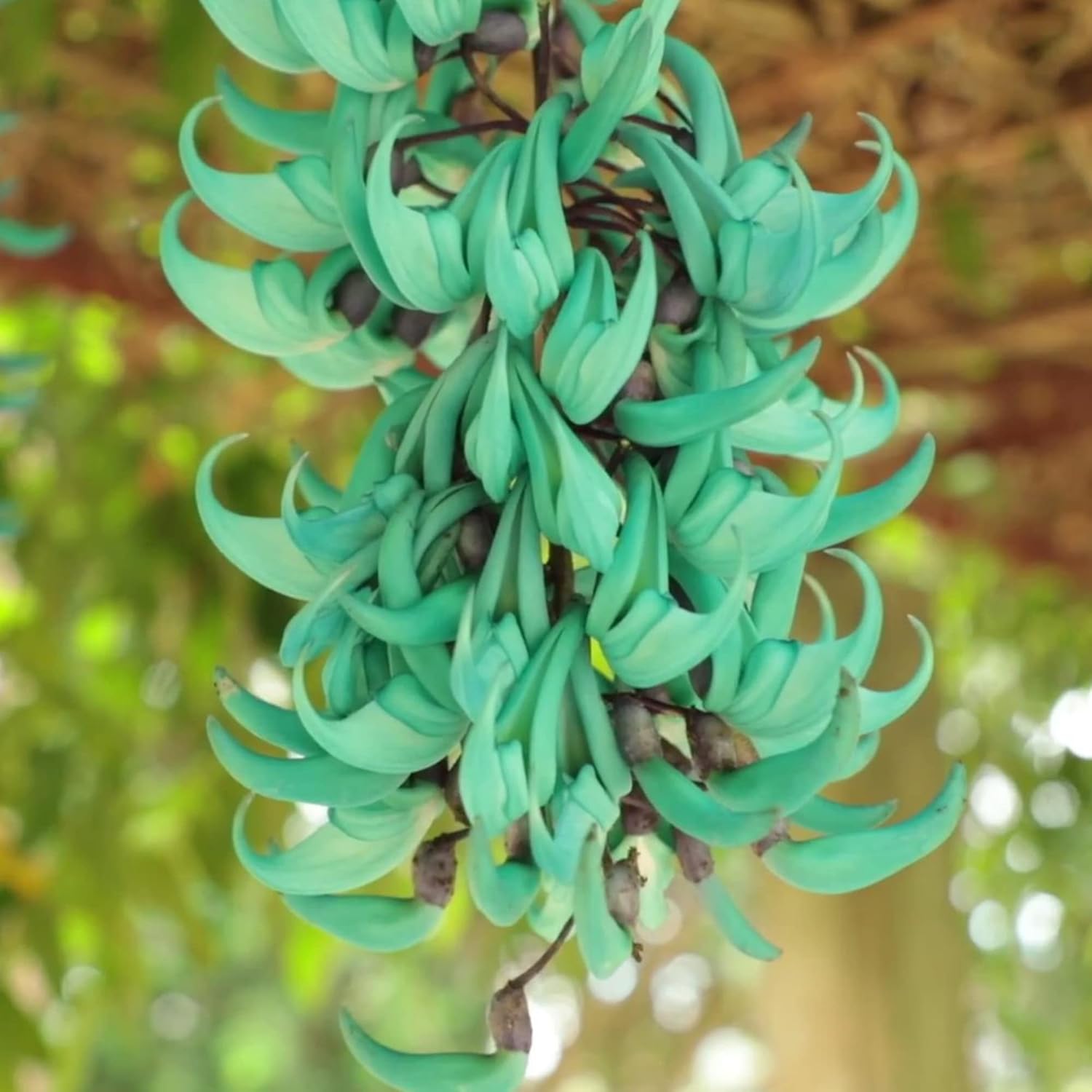 Semillas de Jade Vine Strongylodon Macrobotrys Enredadera leñosa perenne para patio ornamental