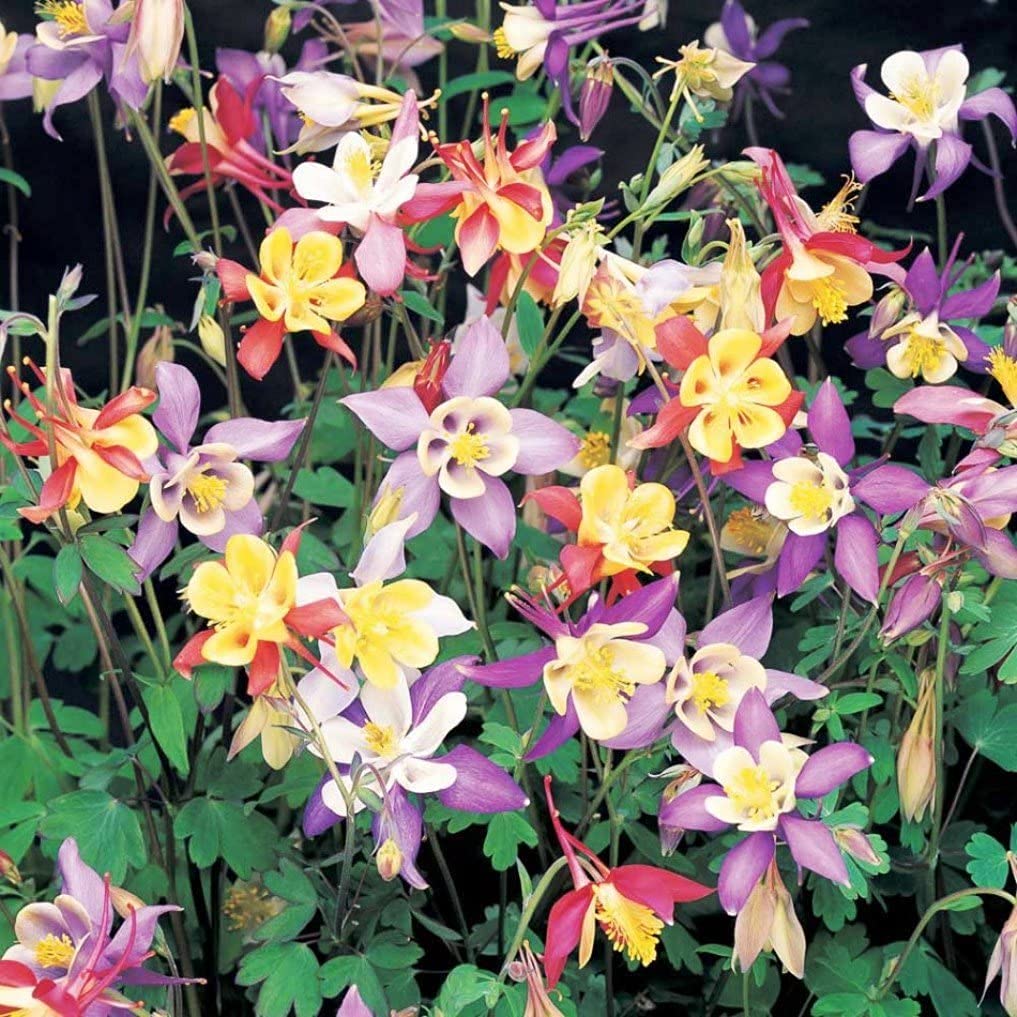 Semillas de Columbine – Flores delicadas y coloridas para plantar en el jardín