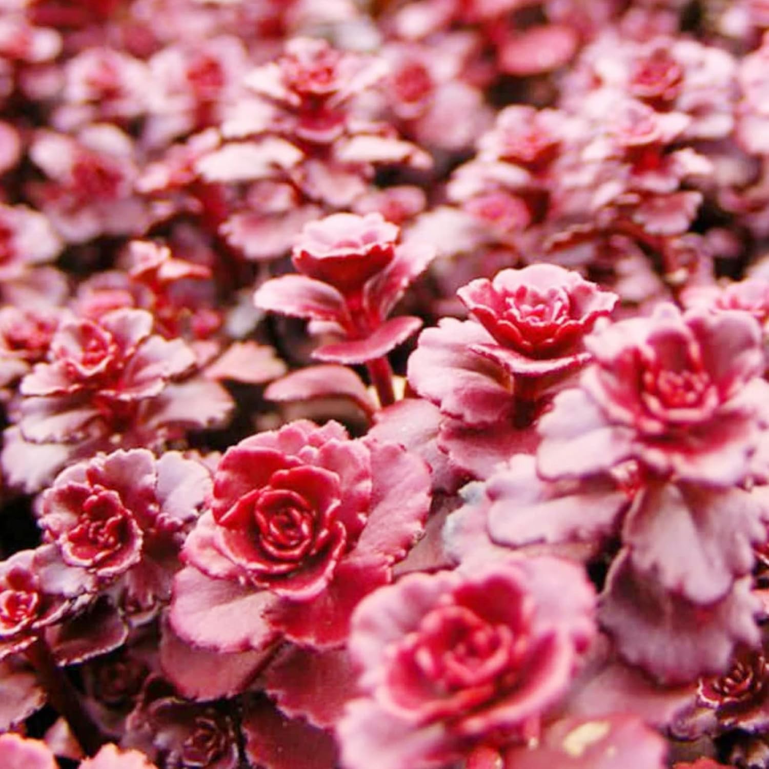 Graines de Sedum sang-dragon à planter