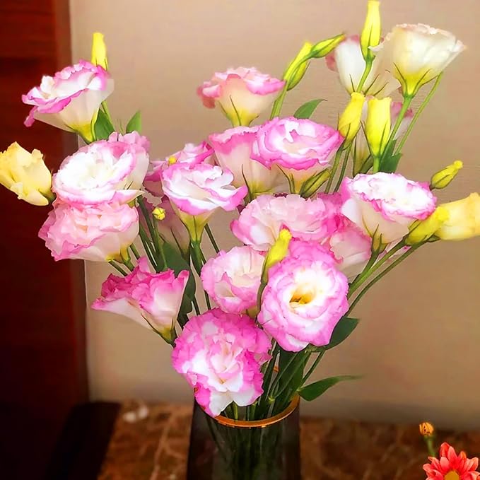 Rosa weiße Lisianthus-Samen zum Pflanzen, Eustoma grandiflorum