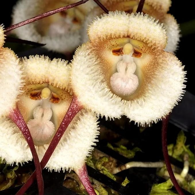 Gemischte Affen-Orchideen-Blumensamen zum Pflanzen