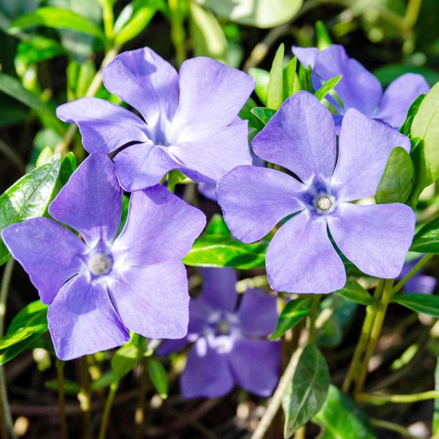 40 semillas de periwinkle | perenne de hoja perenne de bajo crecimiento | cubresuelos | tolerante a la sequía | atrae mariposas | bordes exteriores
