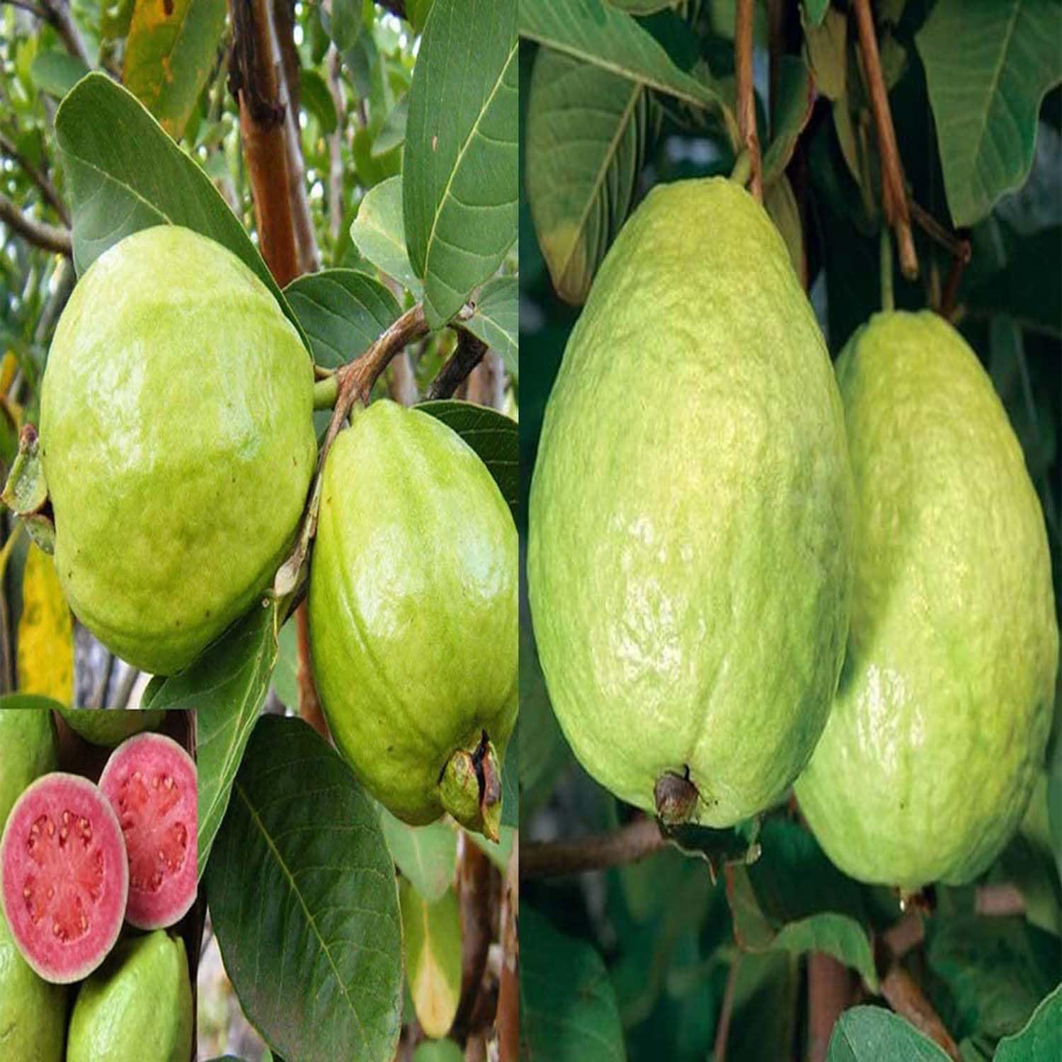 Sardar (Lalit/Redland White) Semi di Guava – Frutto Tropicale Dolce ad Alto Rendimento per Piantare