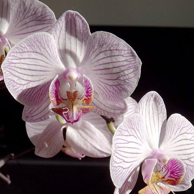 Mixed Phalaenopsis Orchid Flower Seeds, Diverse Assortment for Stunning Orchid Displays
