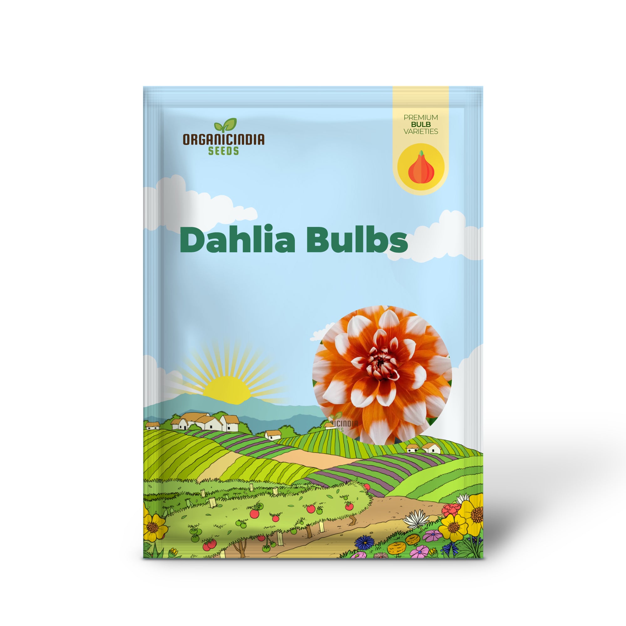 Colorful Dahlia Bulbs Transform Your Outdoor Oasis into a Floral Paradise(3 Bulbs for planting)