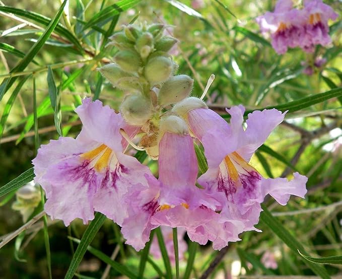 Desert Willow Seeds (Chilopsis Linearis Seeds) - Ornamental Tree or Shrub for Dry Landscapes