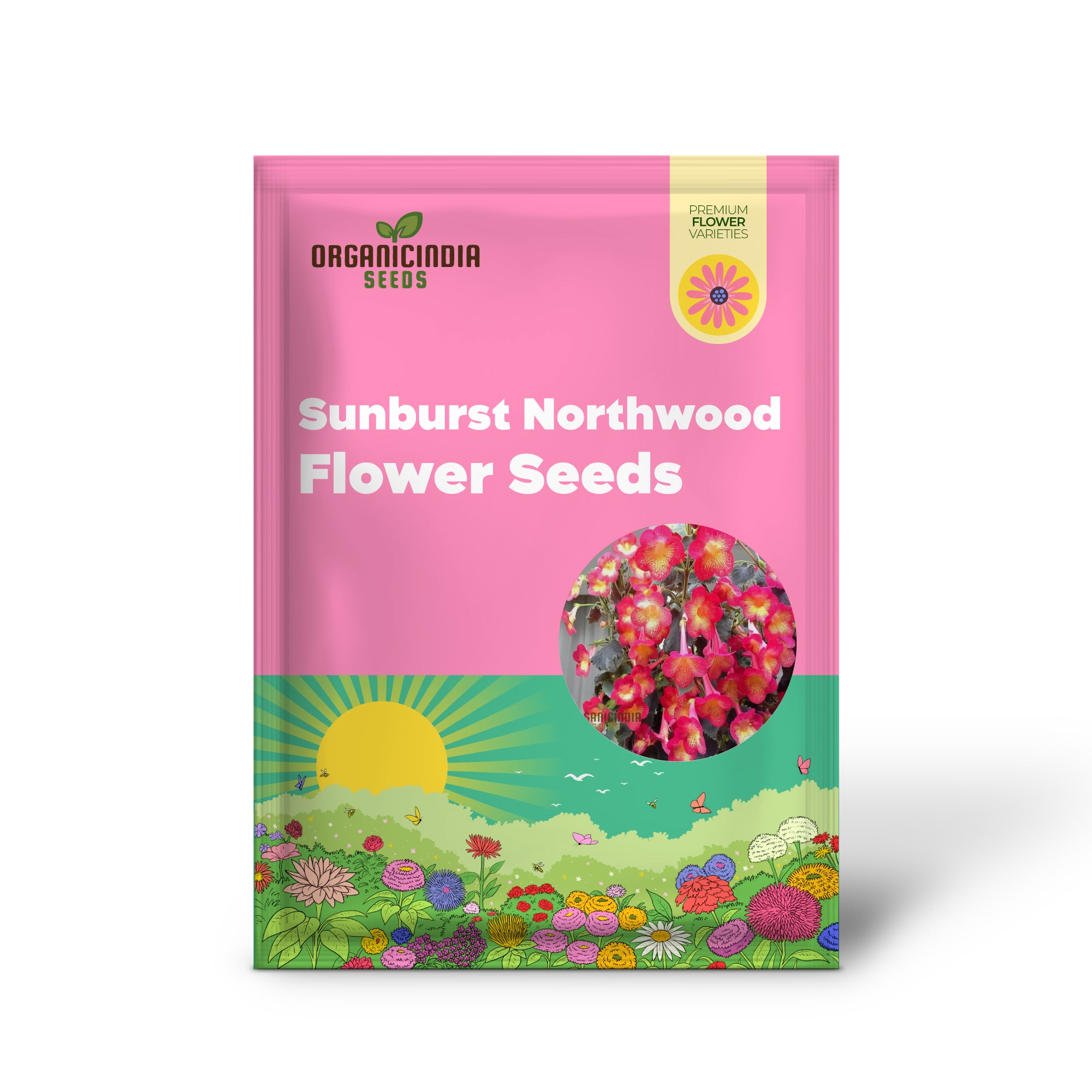 Semillas de flores Achimenes 'S Sunburst Northwood, flores exquisitas para iluminar tu jardín