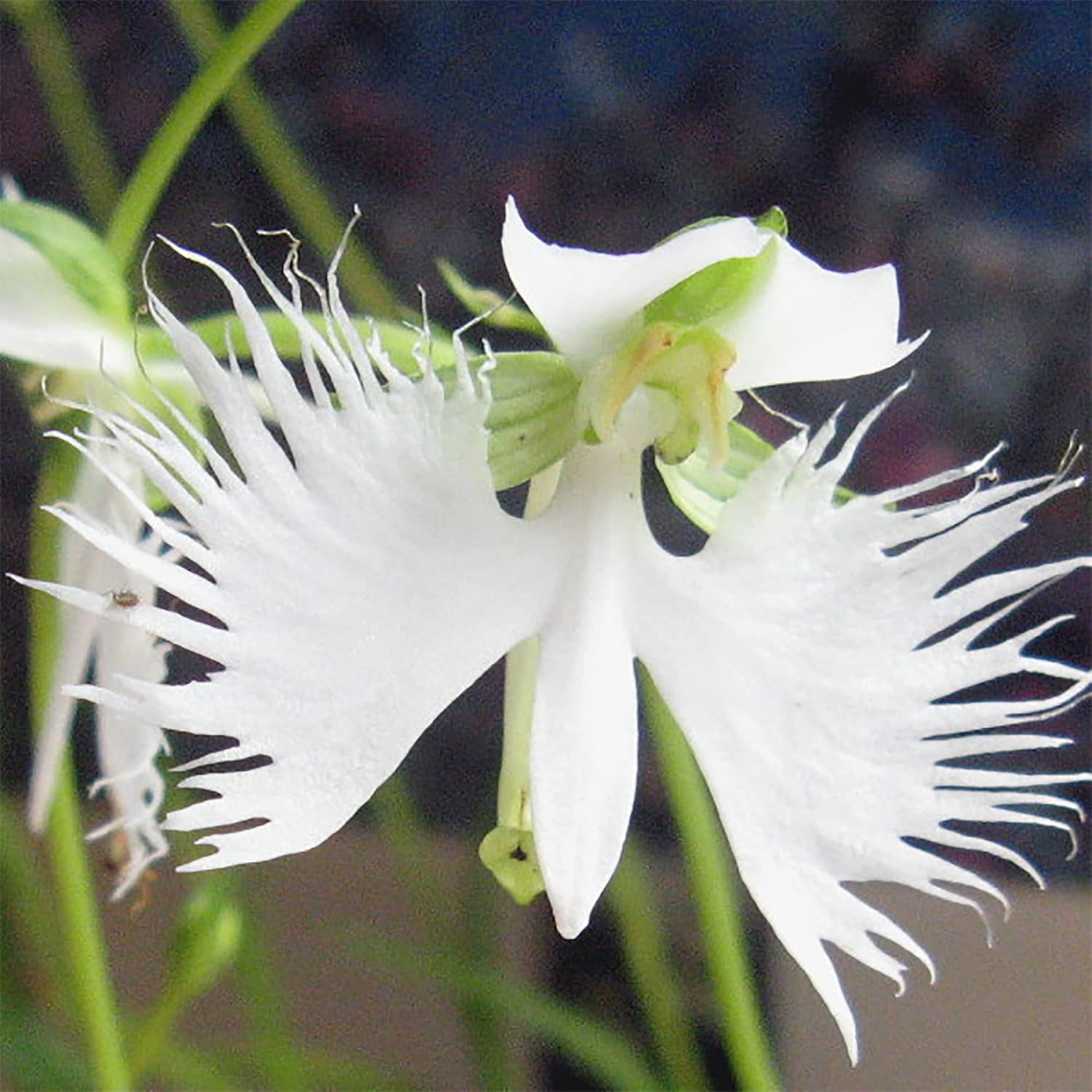 Semillas de Orquídea White Egret – Habenaria Radiata para Flores Elegantes de Jardín