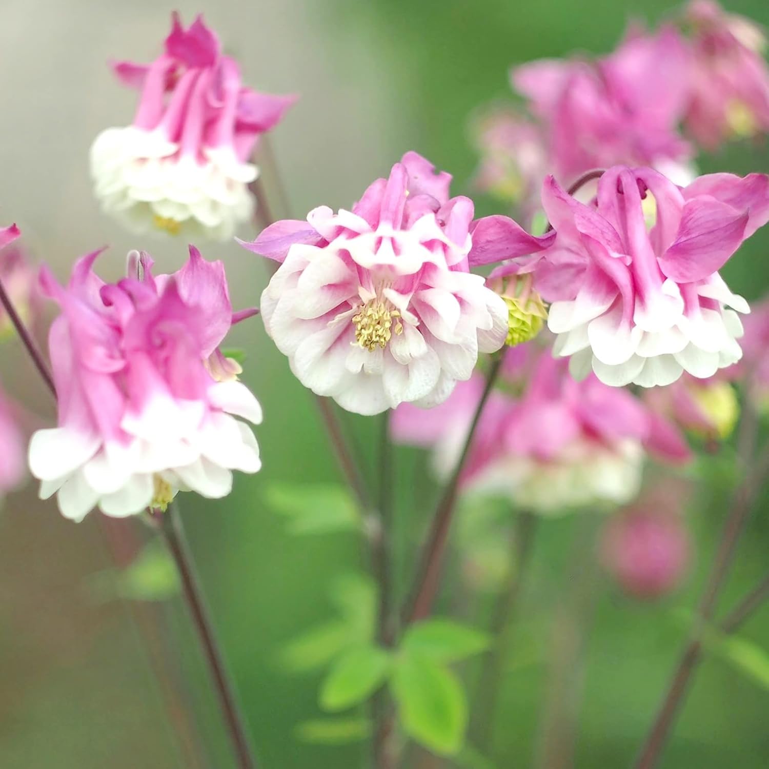 Semillas de Aquilegia Falda Rosa Flor Perenne Resistente Resistente a Ciervos y Conejos Bajo Mantenimiento y Libre de OGM Perfecta para Plantas en Maceta, Bordes y Jardines al Aire Libre