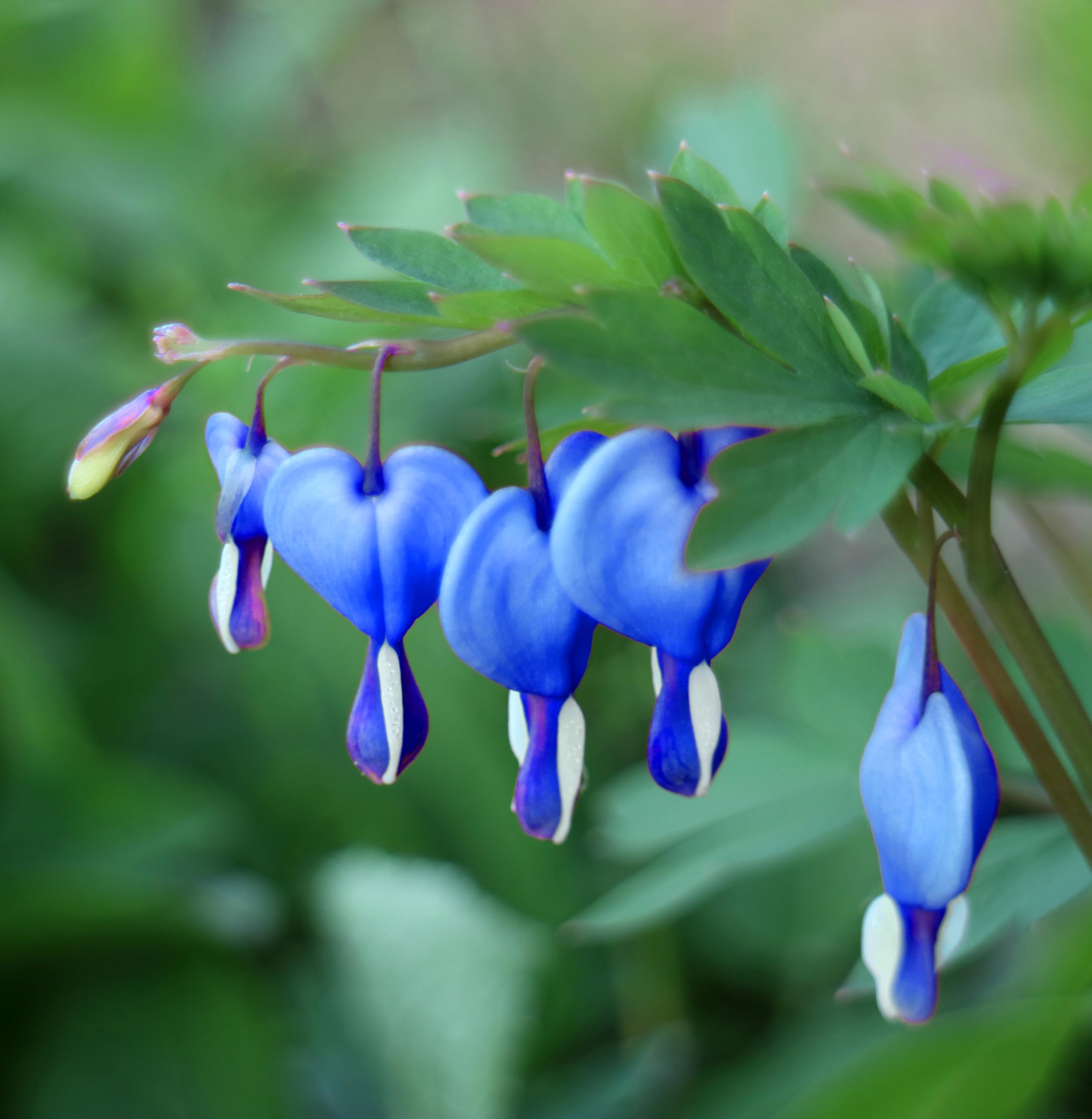 Blue Bleeding Heart Flower Seeds for Shade Garden