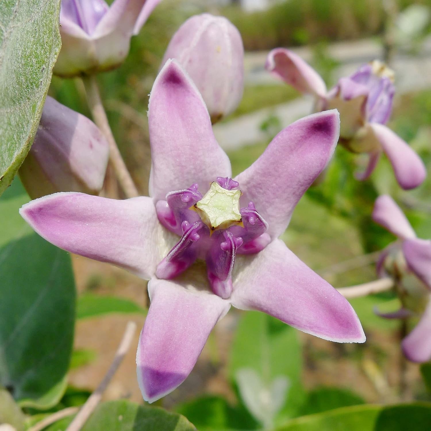 Calotropis Gigantea Seeds  Giant Milkweed