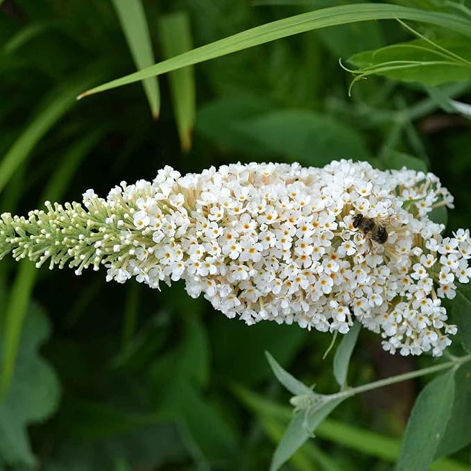 Semillas de Arbusto Mariposa Blanco, Buddleia Davidii Arbusto Perenne, Atrae Mariposas, Bajo Mantenimiento, Crecimiento Rápido, Cama de Patio Exterior - 50 Piezas
