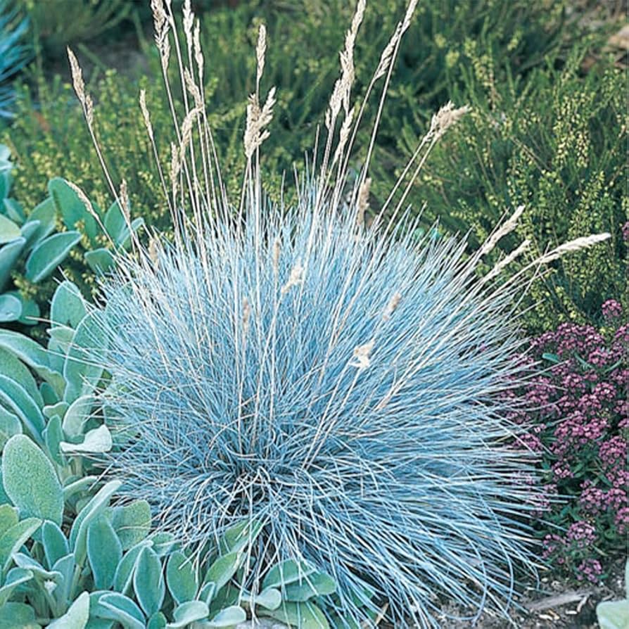 Semillas de césped ornamental Festuca azul, perenne, tolerante a la sequía, sol o sombra