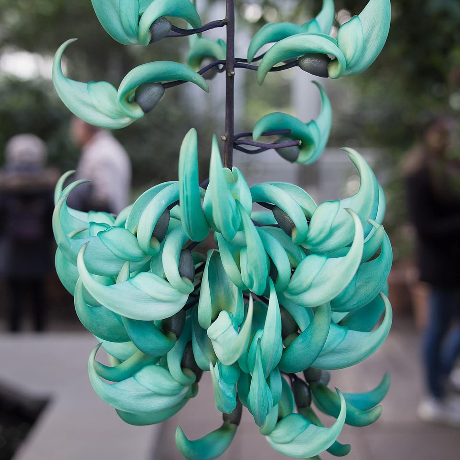 Semillas de Jade Vine Strongylodon Macrobotrys Enredadera leñosa perenne para patio ornamental