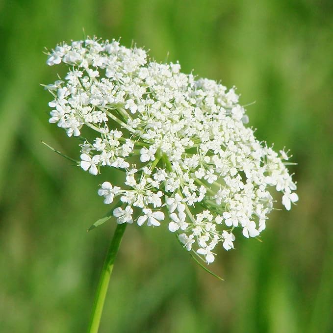 Semi di Queen Anne's Lace - Daucus Carota, Biennale, Amichevole per gli impollinatori, Delicata bellezza con schema di crescita unico